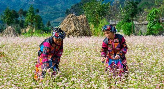 Mùa hoa tam giác mạch Hà Giang