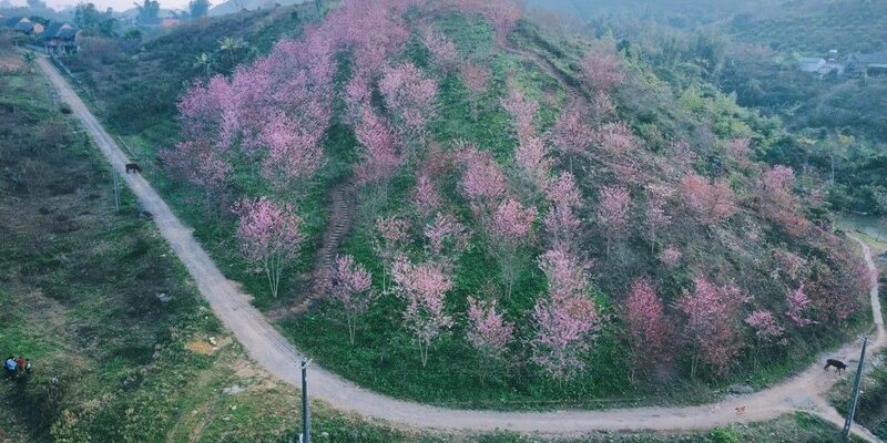 Hoa anh đào nở rộ tại Mộc Châu