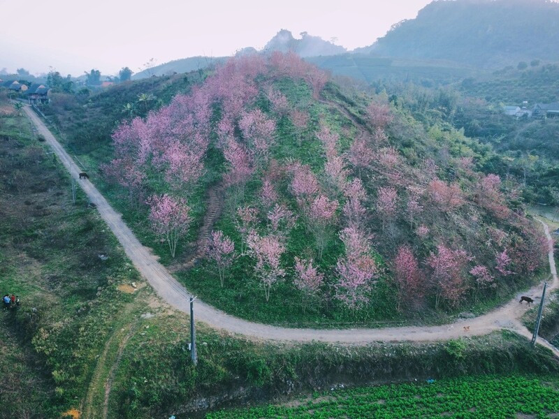 Hoa anh đào nở rộ tại Mộc Châu